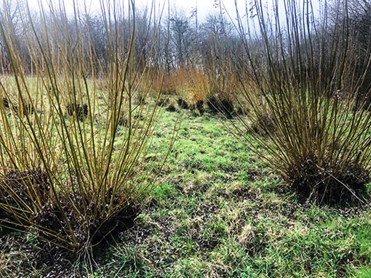 Willow growing in Somerset